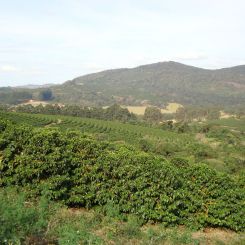 Australia Bundja natural_2
