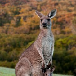 Australia Bundja natural_4