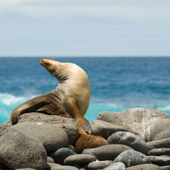  Ecuador_Genuine_Galapagos_1