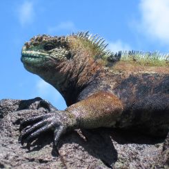 Ecuador_Genuine_Galapagos_3