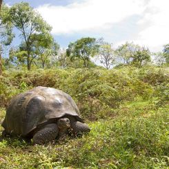 Ecuador_Genuine_Galapagos_5