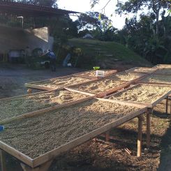 Ecuador_Maputo_honey_2