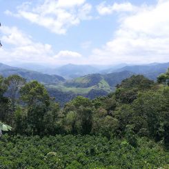 Ecuador_Maputo_honey_3
