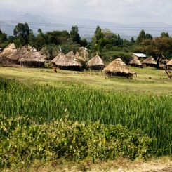 Ethiopia_Sidamo_Corona_2