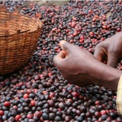  Ethiopia_Natural_Guji_1