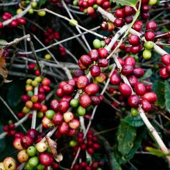  Ethiopia_Natural_Guji_2