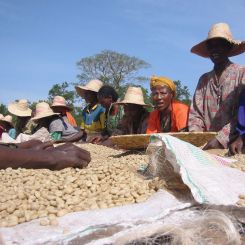  Ethiopia_Natural_Guji_4