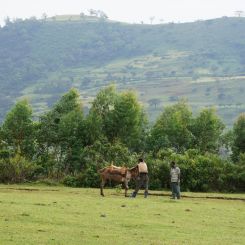  Ethiopia_Natural_Guji_5