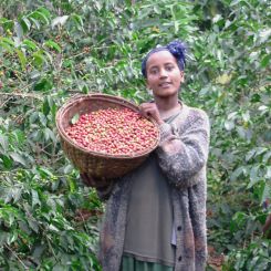  Ethiopia_Natural_Guji_6
