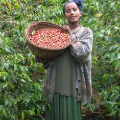  Ethiopia_Sidamo_6