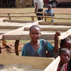  Ethiopia_Sidamo_Grade_4_1