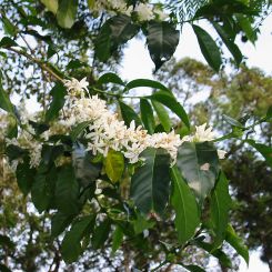  Ethiopia_Sidamo_Grade_4_4