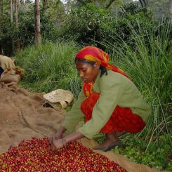  Ethiopia_Sidamo_Grade_4_5