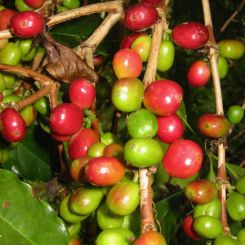 Ethiopia_Sidamo_Grade_4_6