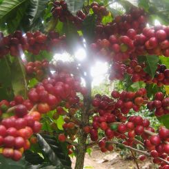  Guatemala_Acatenago_1