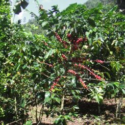 Guatemala_Acatenago_6