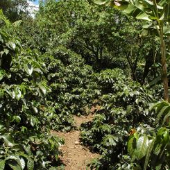  Guatemala_La_Delicia_1