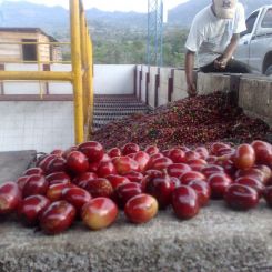  Guatemala_La_Delicia_6