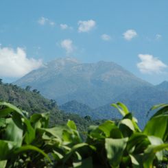  Guatemala_La_Delicia_7