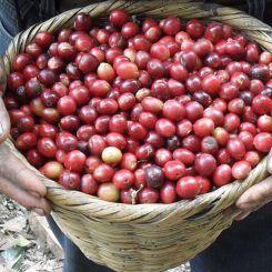  Honduras_Calan_SHG_5