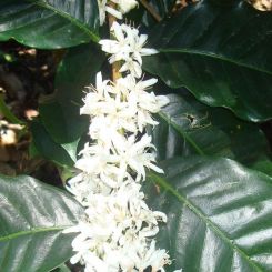  Honduras_SHG_EP_5