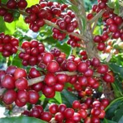  Indonesia_Takengon_Gayo_1