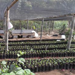 Ecuador_Maputo_honey_3
