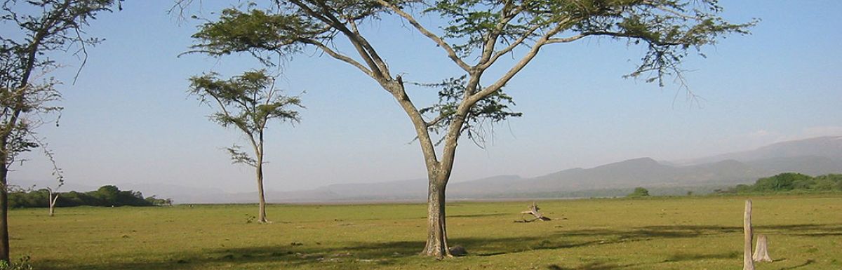  Ethiopia_Sidamo_Grade_4_Header