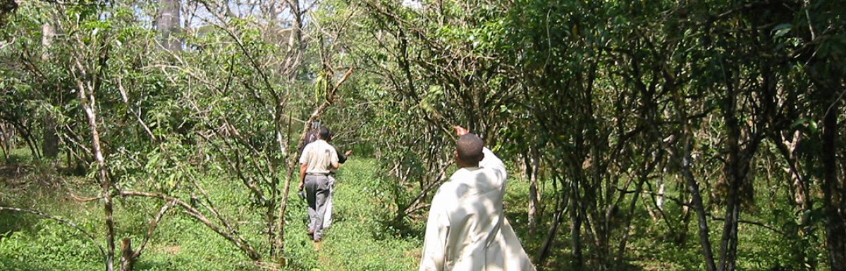  Ethiopia_Sidamo