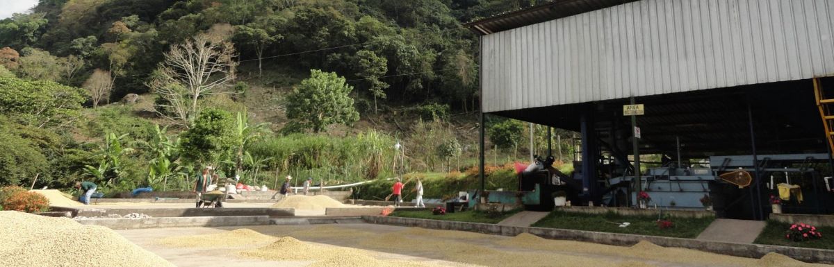 Honduras Calan SHG